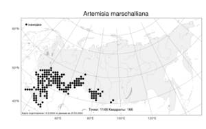 Artemisia marschalliana Spreng., Atlas of the Russian Flora (FLORUS) (Russia)