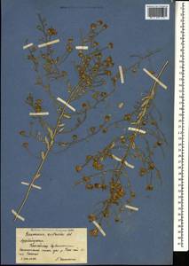 Reaumuria alternifolia subsp. alternifolia, Caucasus, Azerbaijan (K6) (Azerbaijan)