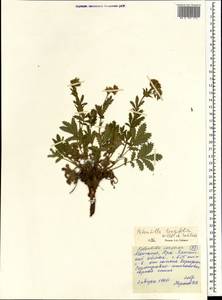 Potentilla longifolia Willd., Mongolia (MONG) (Mongolia)