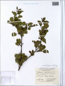 Rhamnus cathartica L., Crimea (KRYM) (Russia)