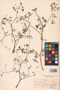 Oenanthe aquatica (L.) Poir., Eastern Europe, Central forest-and-steppe region (E6) (Russia)