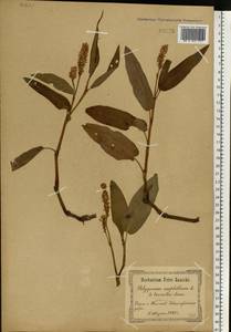 Persicaria amphibia (L.) Gray, Eastern Europe, South Ukrainian region (E12) (Ukraine)