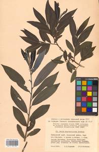 Salix kangensis Nakai, Siberia, Russian Far East (S6) (Russia)