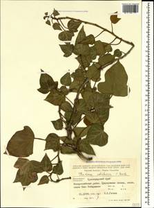 Hedera colchica (K. Koch) K. Koch, Caucasus, Black Sea Shore (from Novorossiysk to Adler) (K3) (Russia)