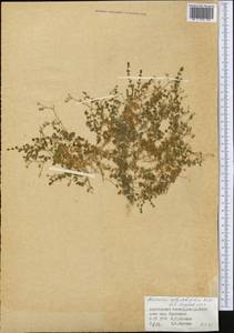 Arenaria rotundifolia M. Bieb., Middle Asia, Dzungarian Alatau & Tarbagatai (M5) (Kazakhstan)
