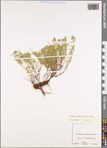 Thymus dimorphus Klokov & Des.-Shost., Eastern Europe, Rostov Oblast (E12a) (Russia)