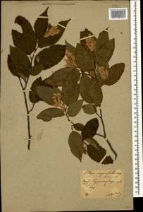 Ostrya carpinifolia Scop., Caucasus, Georgia (K4) (Georgia)