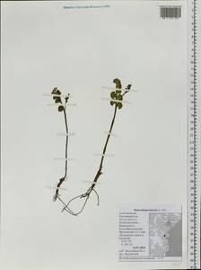 Botrychium lunaria (L.) Sw., Siberia, Chukotka & Kamchatka (S7) (Russia)