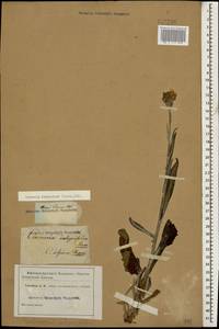Tephroseris integrifolia (L.) Holub, Caucasus (no precise locality) (K0)