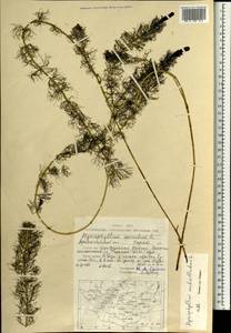 Myriophyllum verticillatum L., Mongolia (MONG) (Mongolia)