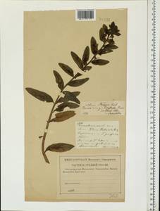 Hylotelephium telephium subsp. telephium, Eastern Europe, Central region (E4) (Russia)