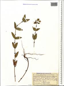 Hypericum montbretii Spach, Caucasus, Black Sea Shore (from Novorossiysk to Adler) (K3) (Russia)