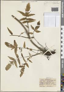 Valeriana, Caucasus, North Ossetia, Ingushetia & Chechnya (K1c) (Russia)
