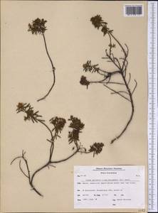 Rhododendron tomentosum (Stokes) Harmaja, America (AMER) (Greenland)