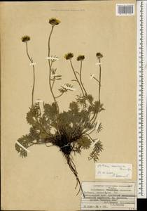 Archanthemis marschalliana subsp. pectinata (Boiss.) Lo Presti & Oberpr., Caucasus, Krasnodar Krai & Adygea (K1a) (Russia)