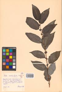Chosenia cardiophylla (Trautv. & C. A. Mey.) N. Chao, Siberia, Russian Far East (S6) (Russia)