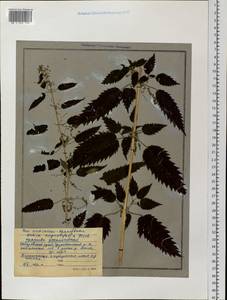 Urtica dioica var. holosericea Fr., Siberia, Russian Far East (S6) (Russia)