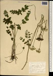 Pimpinella rhodantha Boiss., South Asia, South Asia (Asia outside ex-Soviet states and Mongolia) (ASIA) (Turkey)