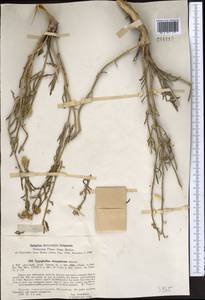 Zygophyllum stenopterum Schrenk, Middle Asia, Muyunkumy, Balkhash & Betpak-Dala (M9) (Kazakhstan)