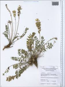 Oxytropis baicalia (Pall.)Pers., Siberia, Baikal & Transbaikal region (S4) (Russia)