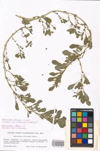 Amaranthus blitoides S. Watson, Eastern Europe, Moscow region (E4a) (Russia)
