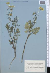 Orlaya grandiflora (L.) Hoffm., Western Europe (EUR) (Slovakia)