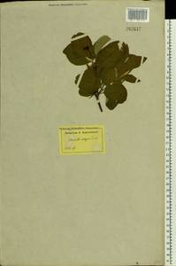 Cotoneaster melanocarpus G. Lodd., Eastern Europe, Latvia (E2b) (Latvia)