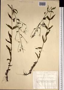 Epilobium ciliatum subsp. ciliatum, Siberia, Western Siberia (S1) (Russia)