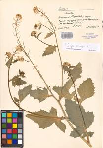 Sinapis arvensis L., Eastern Europe, Moscow region (E4a) (Russia)