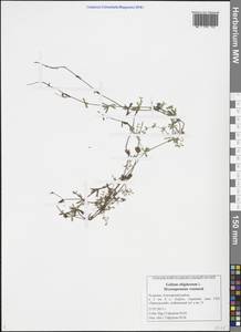 Galium uliginosum L., Eastern Europe, Middle Volga region (E8) (Russia)