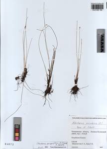 KUZ 002 184, Eleocharis quinqueflora (Hartmann) O.Schwarz, Siberia, Altai & Sayany Mountains (S2) (Russia)