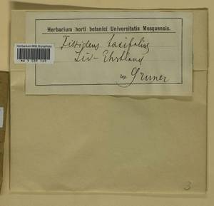 Fissidens taxifolius Hedw., Bryophytes, Bryophytes - Baltic States (B1) (Not classified)
