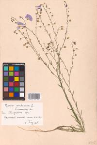 Linum austriacum L., Eastern Europe, South Ukrainian region (E12) (Ukraine)