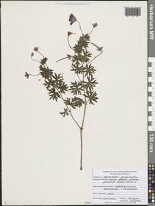 Geranium sanguineum L., Eastern Europe, Central forest-and-steppe region (E6) (Russia)