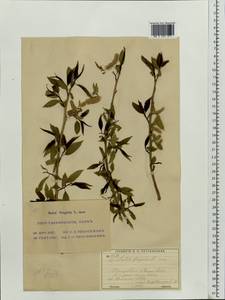 Salix fragilis L., Eastern Europe, Moscow region (E4a) (Russia)