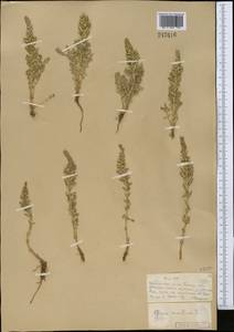 Lysimachia maritima (L.) Galasso, Banfi & Soldano, Middle Asia, Muyunkumy, Balkhash & Betpak-Dala (M9) (Kazakhstan)