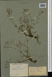 Gypsophila elegans M. Bieb., Caucasus, Armenia (K5) (Armenia)