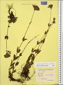 Atocion compactum (Fisch.) Oxelman, Caucasus, South Ossetia (K4b) (South Ossetia)