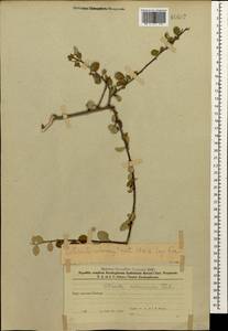 Cotoneaster melanocarpus G.Lodd., Caucasus, Azerbaijan (K6) (Azerbaijan)
