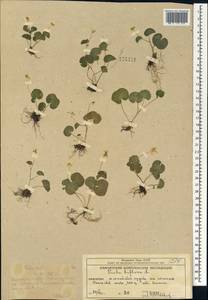 Viola biflora L., Siberia, Chukotka & Kamchatka (S7) (Russia)