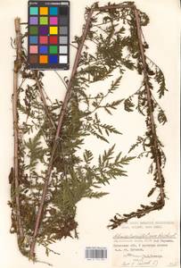 Artemisia tournefortiana Rchb., Eastern Europe, North Ukrainian region (E11) (Ukraine)