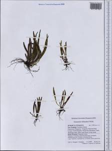 Notogrammitis billardierei (Willd.) Parris, Australia & Oceania (AUSTR) (New Zealand)