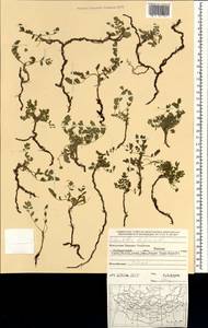 Sibbaldianthe bifurca (L.) Kurtto & T. Erikss., Mongolia (MONG) (Mongolia)