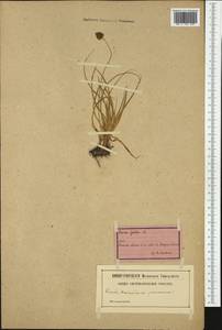 Carex foetida All., Western Europe (EUR) (Switzerland)