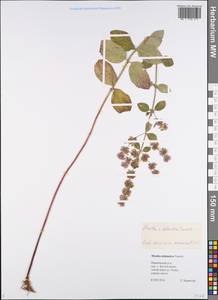 Mentha × dalmatica Tausch, Eastern Europe, Central forest region (E5) (Russia)