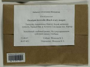 Encalypta brevicolla (Bruch & Schimp.) Ångstr., Bryophytes, Bryophytes - Krasnoyarsk Krai, Tyva & Khakassia (B17) (Russia)