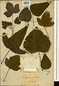 Hedera helix L., Caucasus, Black Sea Shore (from Novorossiysk to Adler) (K3) (Russia)