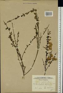 Cytisus scoparius (L.)Link, Eastern Europe, South Ukrainian region (E12) (Ukraine)