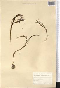 Hyacinthus transcaspicus Litv., Middle Asia, Kopet Dag, Badkhyz, Small & Great Balkhan (M1) (Turkmenistan)
