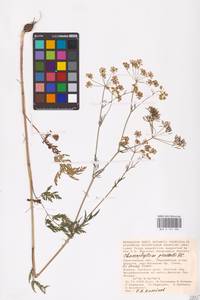 Chaerophyllum prescottii DC., Eastern Europe, Lower Volga region (E9) (Russia)